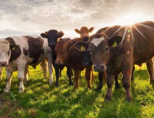 Топ-10 стейковых пород бычков